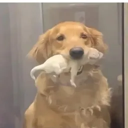 creator Starry  night's avatar