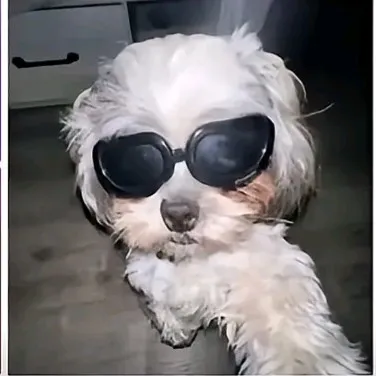 creator 🖕🎧Maxine🎧🖕's avatar