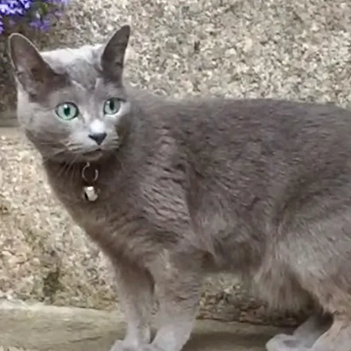 creator Mar.cats's avatar