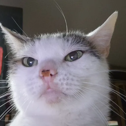 creator DamiradeSilva's avatar