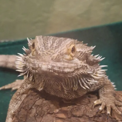 creator akimori nio's avatar