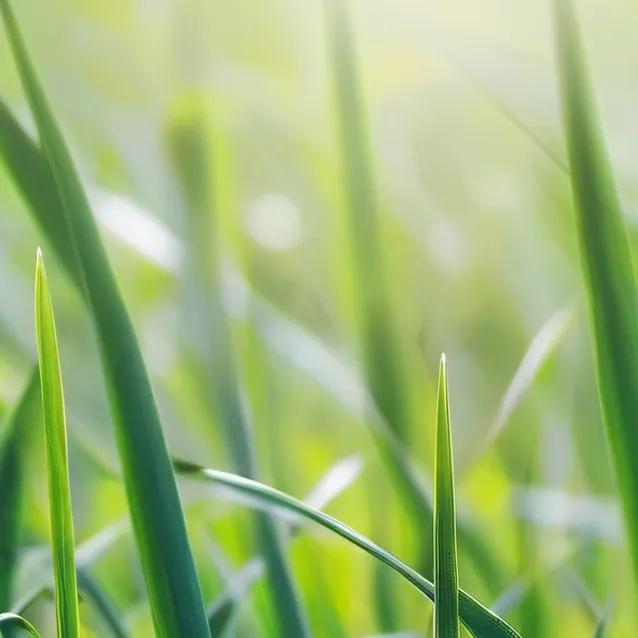 chat with ai character: grass