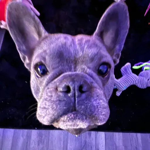 talkie's author avatar