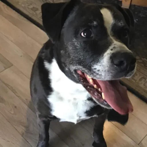 creator Ziaria One piece's avatar