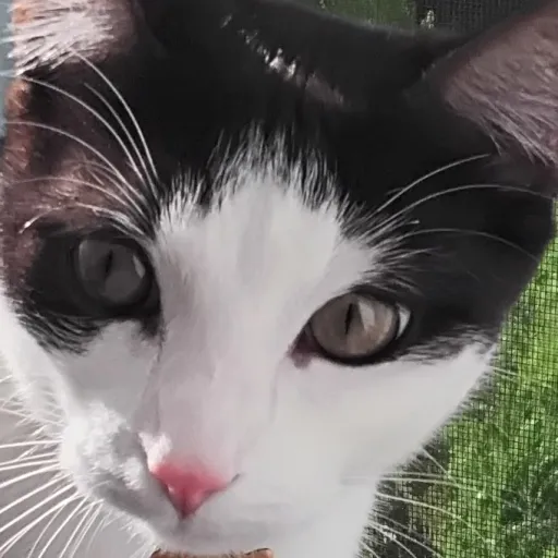 creator Boo^0^'s avatar