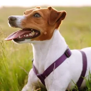 creator Noble Six75826's avatar