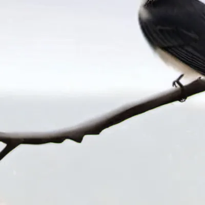 chat with ai character: Bird