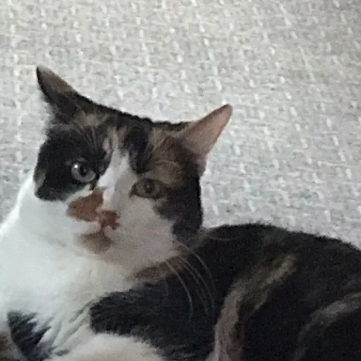 creator ♡skylah♡123's avatar