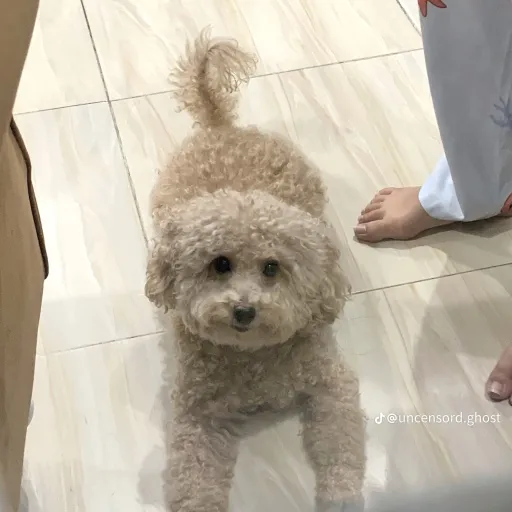 creator cinamorollcutie's avatar