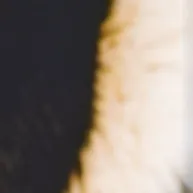 chat with ai character: meme