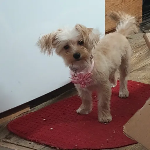 creator remeber me's avatar