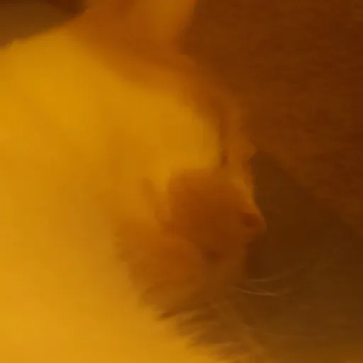 creator yourpookie(o - o)♡'s avatar