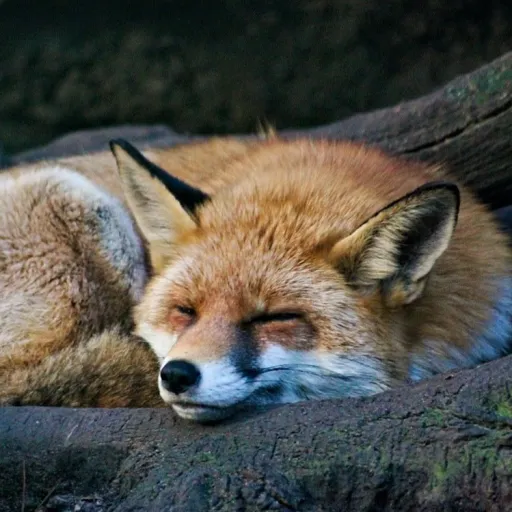 creator Fan_anime654's avatar