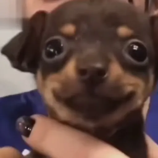 creator Talkior-cdMAzlP8's avatar