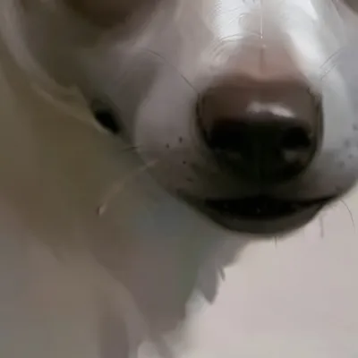 chat with ai character: Hamster 69