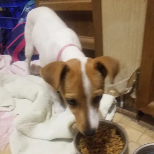 creator Tyler-kind's avatar