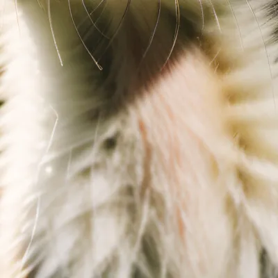 chat with ai character: Ferret life