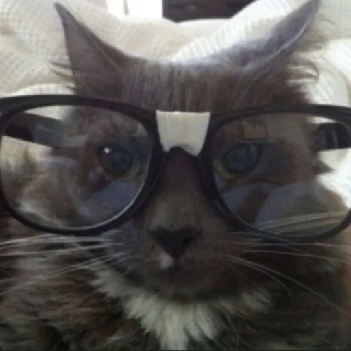 creator likes biker girl's's avatar