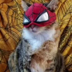 creator cat luver's avatar