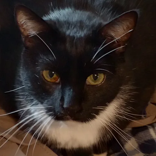 talkie's author avatar