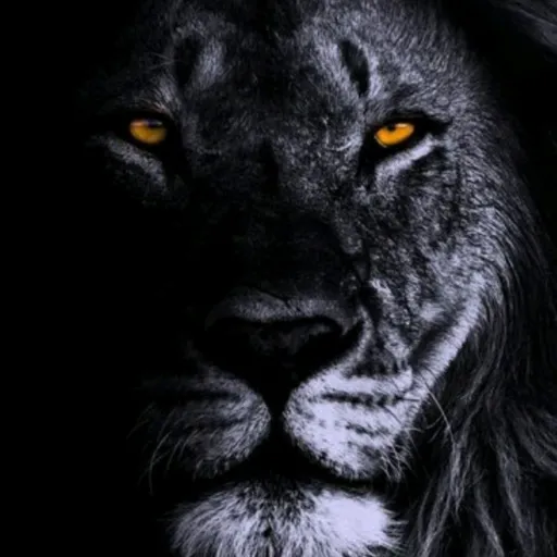 creator coco 12317426412's avatar