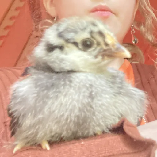 creator Bubble_The_Chicken's avatar