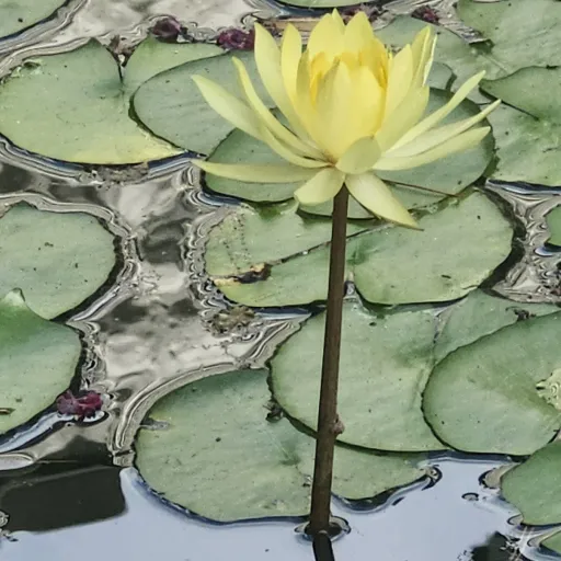 creator ❤️🪷~Lotus~🪷❤️'s avatar