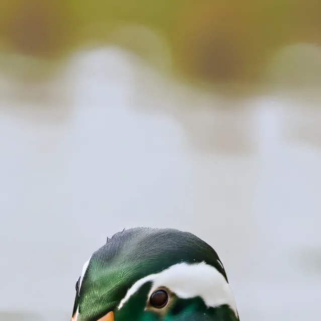 chat with ai character: Duck. 