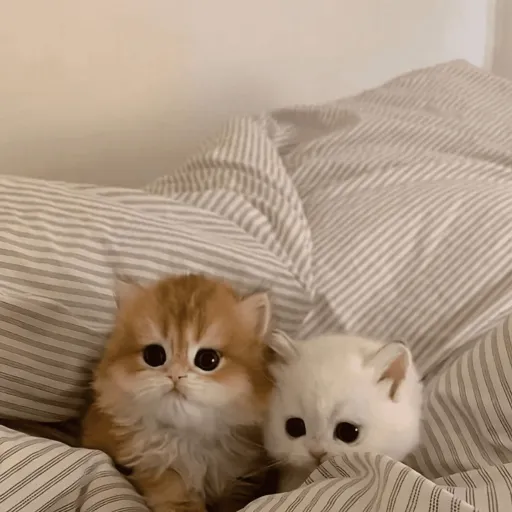 creator Ko Ko girl>:]'s avatar