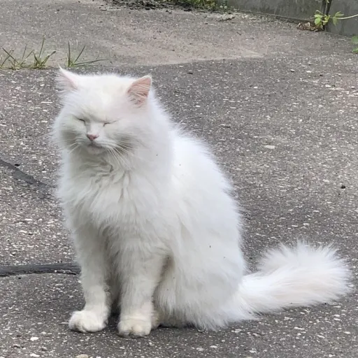 creator kyle1234's avatar