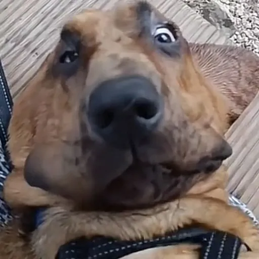 creator super 17.'s avatar