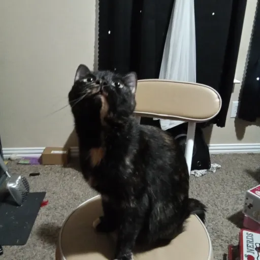 creator ~♡♥︎Abby☆★~'s avatar