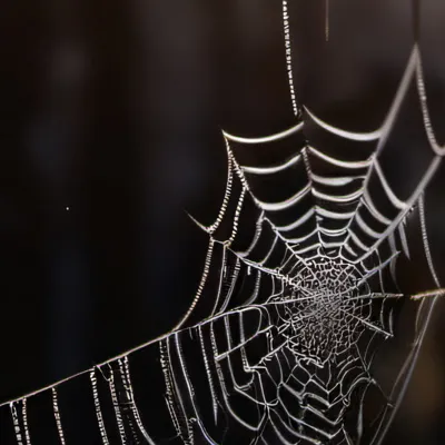 chat with ai character: Giant spider…?!