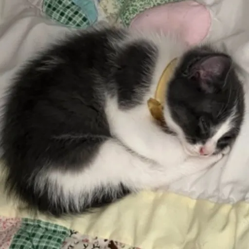 creator Talkior-4lVwEKA1's avatar