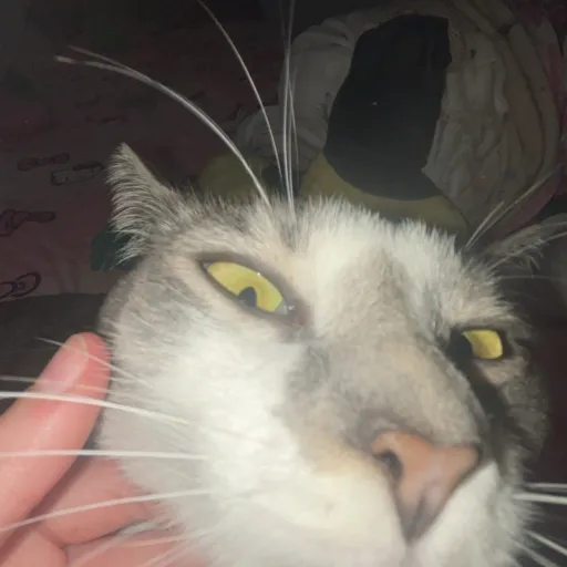 creator s4b3r_t00th !!'s avatar