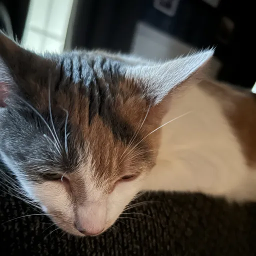 creator I❤️my cat Callie's avatar