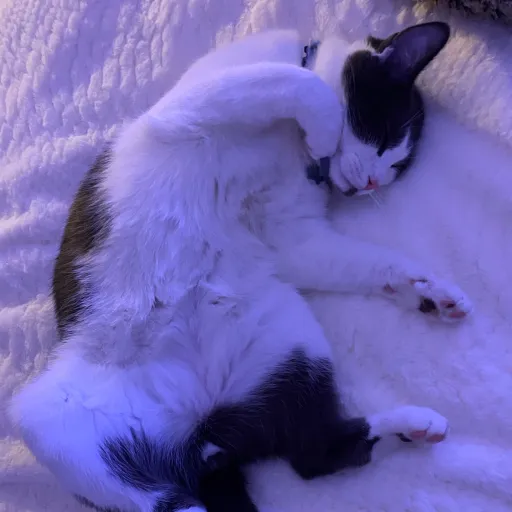 creator ghqst's avatar