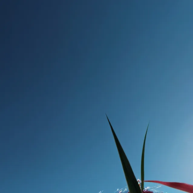 chat with ai character: grass