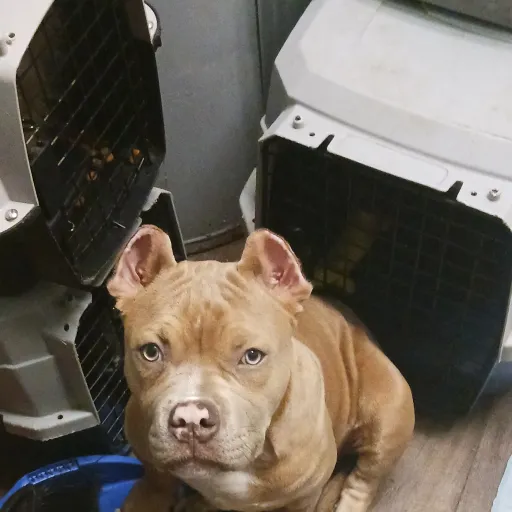 talkie's author avatar