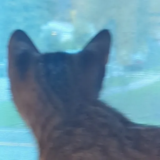 creator Acoustic flower's avatar