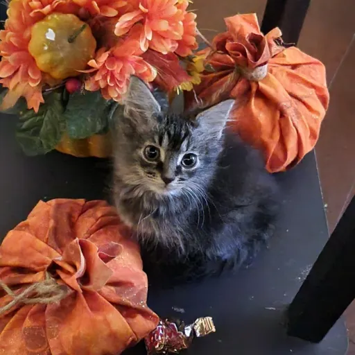 creator isebella2842823833's avatar