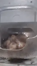 ai character: Boblets background