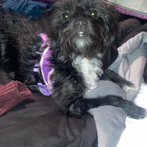 creator Cute pie 376's avatar