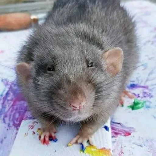 creator ST✮AR skz's avatar