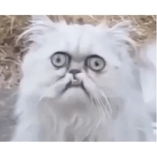 creator Cats💙🦋💙🦋💙's avatar