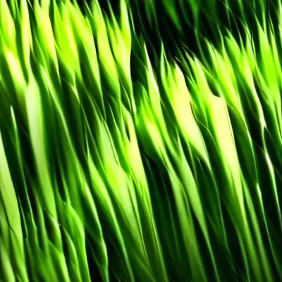 chat with ai character: Grass