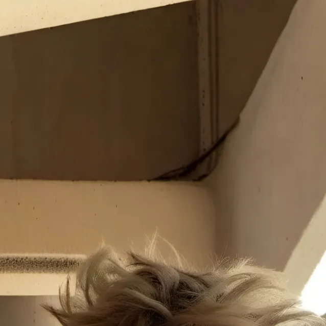 chat with ai character: shady 