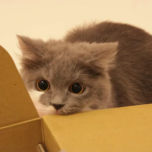 creator Visteriaa's avatar