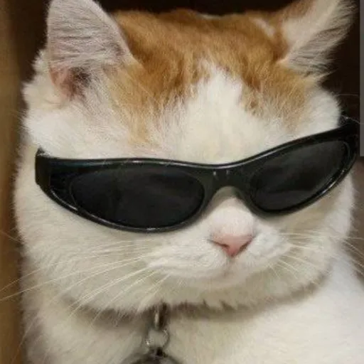 creator Mister_Guy22's avatar