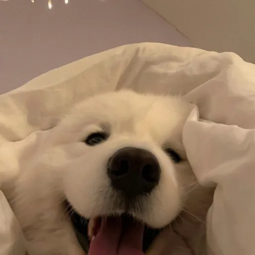 creator Dog~lover's avatar